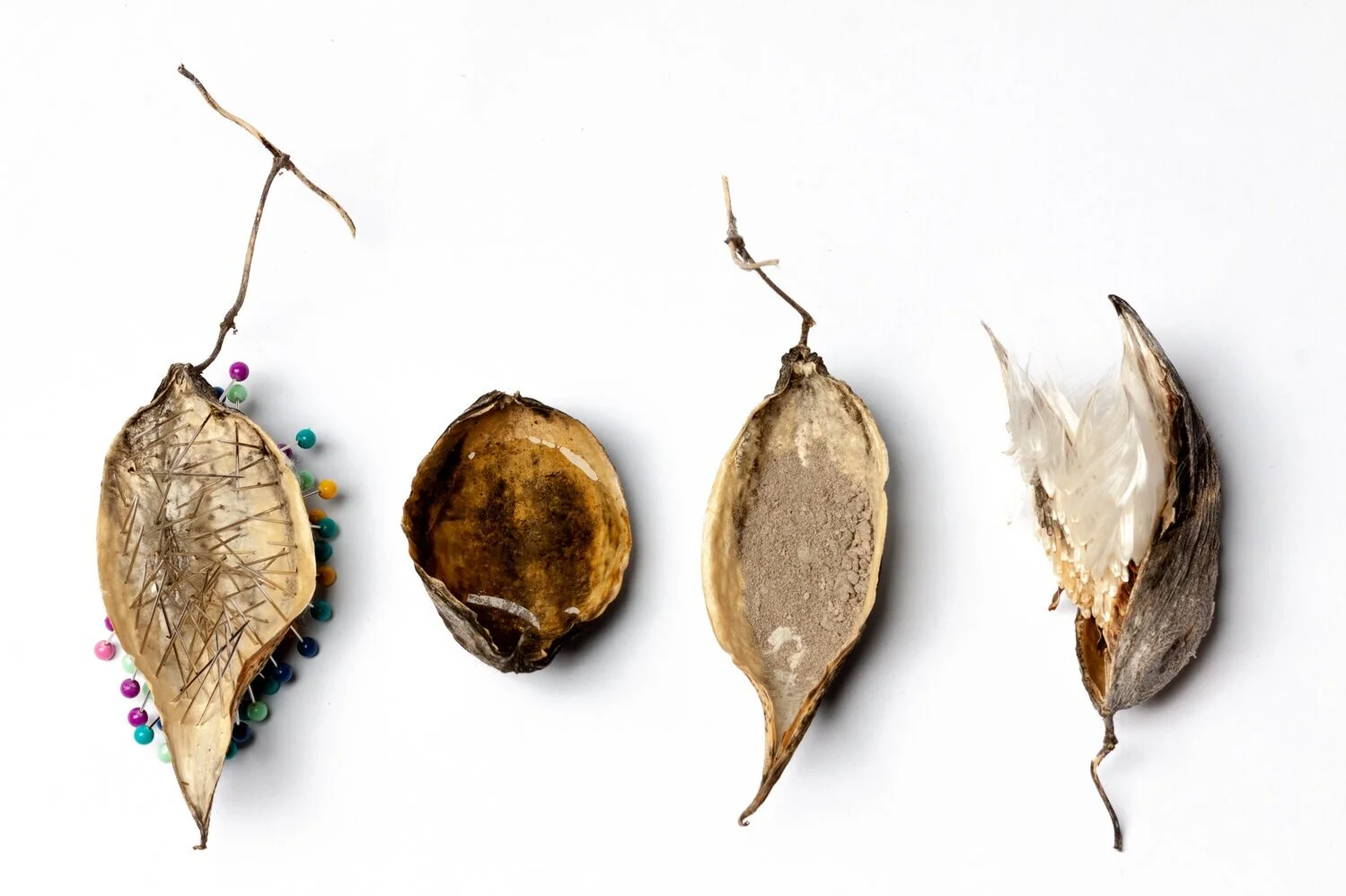 puncture, tears, ash, seed (Copy)