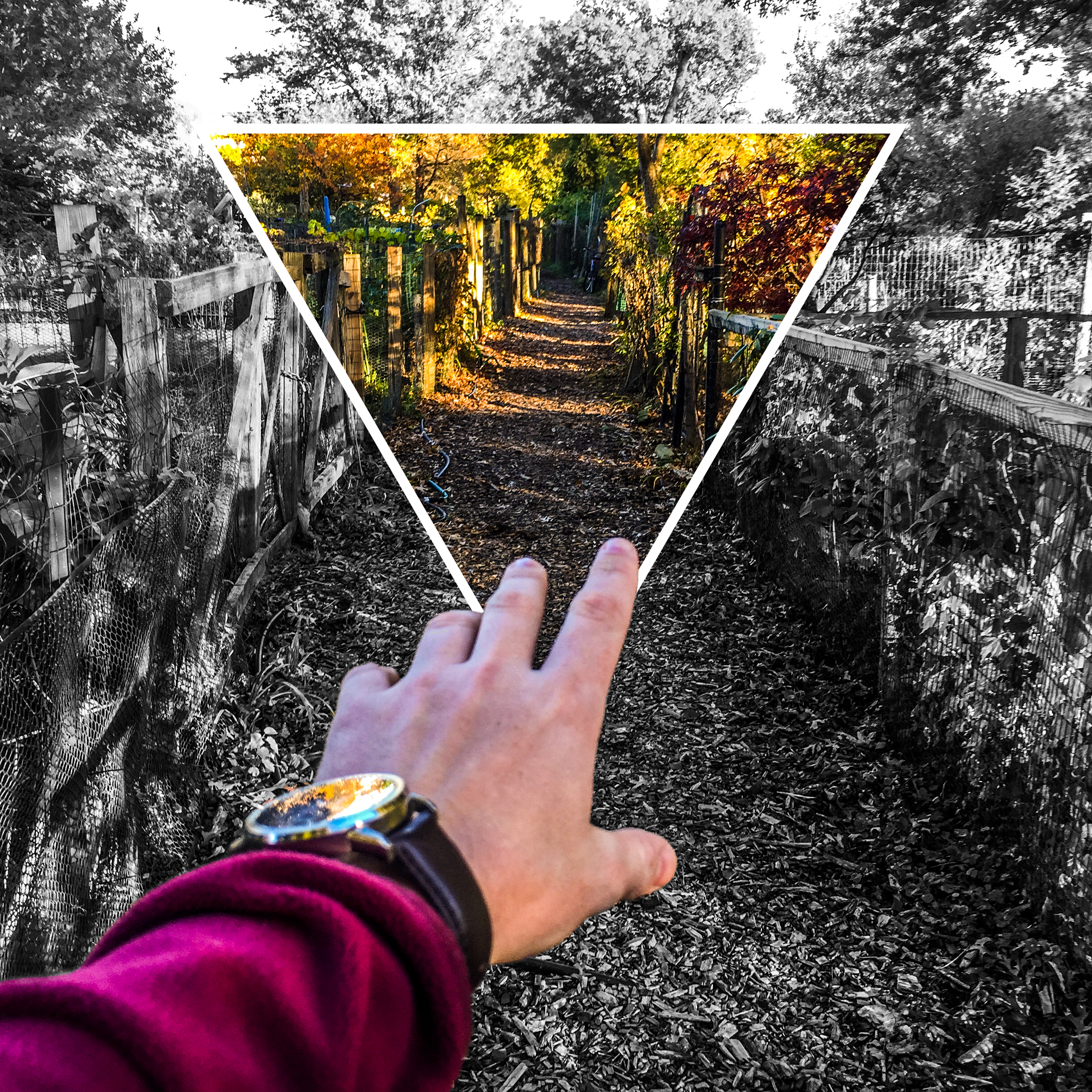 garden edit into color.jpg