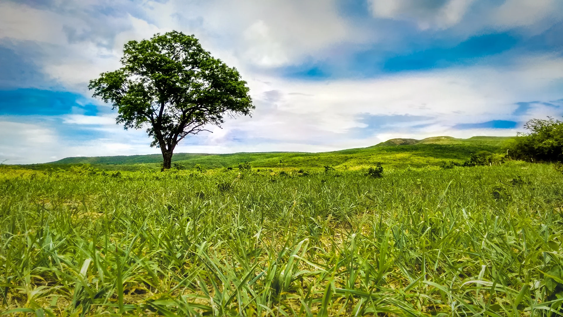 tree-in-a-field.jpg
