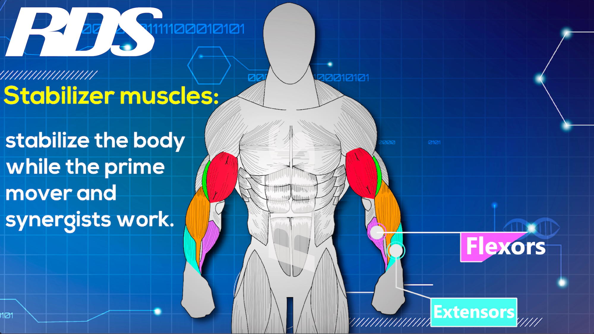 flexorsextensors-01.png