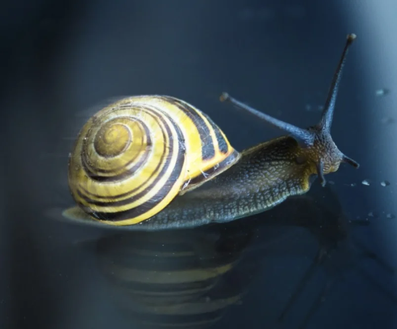 To show people how effective Powerade ION4 is we will use Powerade's "Science of Winning" to make The World’s Fastest Snail win the Annual Snail Race.