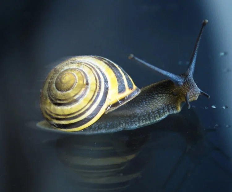 SnailPowerADE.jpg