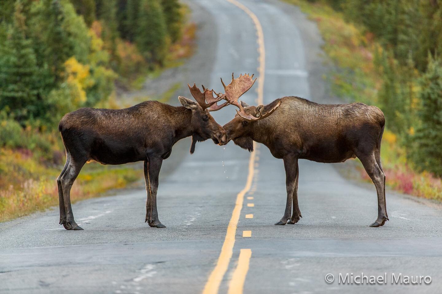 Meet you on the yelllow line at noon for a sniffing contest! Got a better caption let&rsquo;s hear it! Photo by @michaelmaurophoto
&bull;
&bull;
&bull;
#canon #cartoni #backcountry  #redcamera #8K #antlersparring #naturephotography  #moose #nature #a