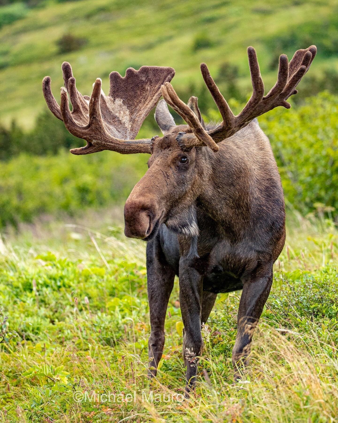 Velvet antler is covered in a hairy, velvet-like &quot;skin&quot; known as velvet and its tines are rounded, because the antler has not calcified or finished developing.
&bull;
&bull;
&bull;

#canon #backcountry #naturephotography  #moose #nature #an