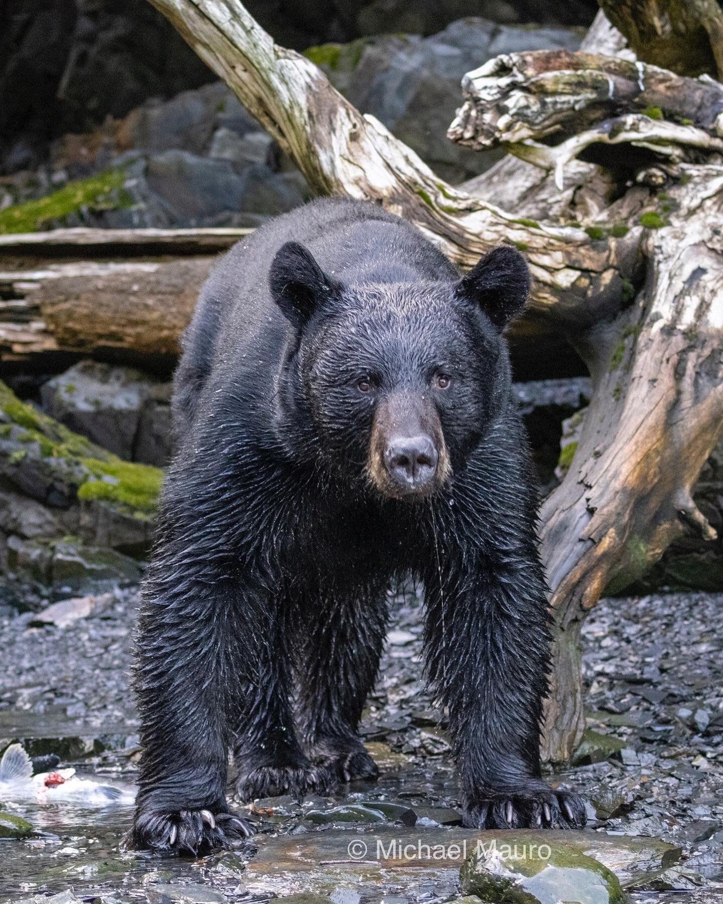 Black bear looking for a salmon fishing spot.
&bull;
&bull;
&bull;
#wilderness #north #bear  #nature #blackbear #adventure #explore #wild #woods #wildlife #naturephotography #travel #trees #wildlifephotography #bears