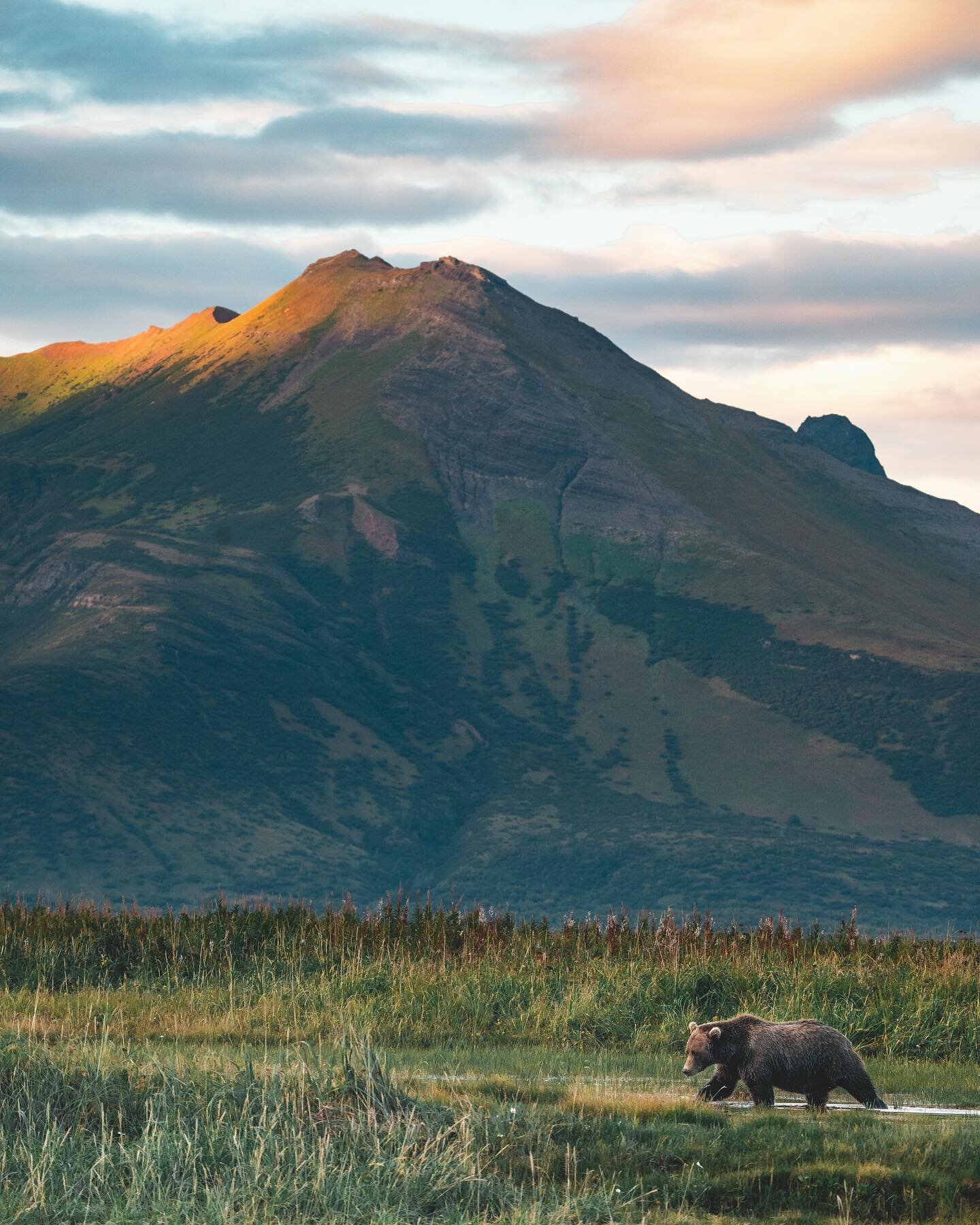The @wildandexposd_podcast has spots left on their bear trips! The first trip is 8/27 - 9/3. The second trip is 9/3 - 9/9. You live on a boat for the trip, surrounded by the cloud covered mountains.  There&rsquo;s lots of daylight, so you get to spen