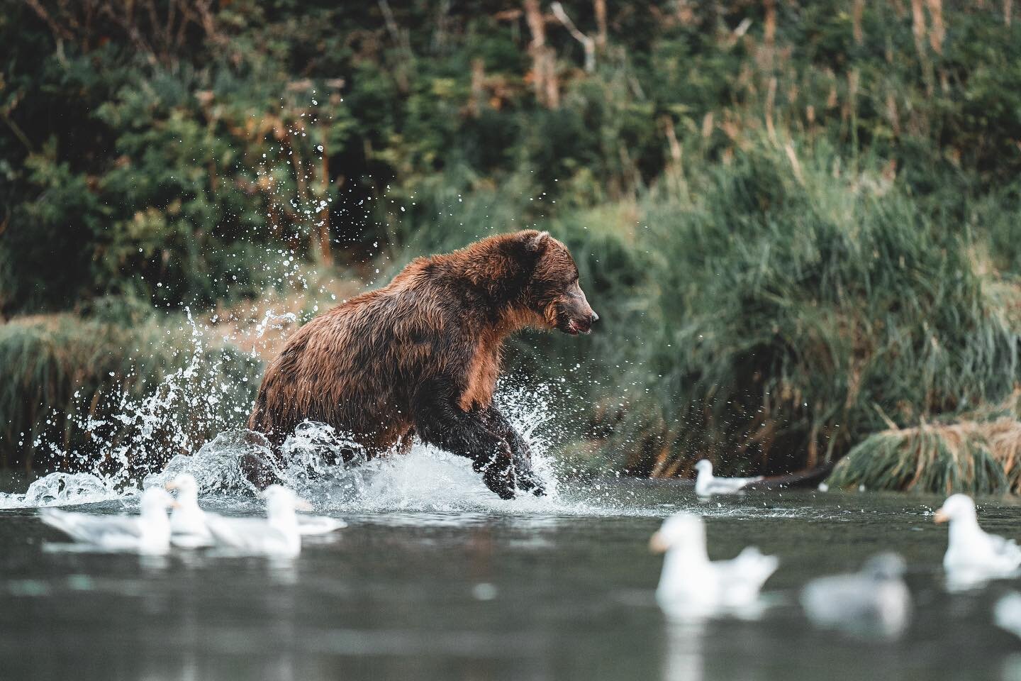 When most of you look at this image, what do you hear? 
.
The sound of calling gulls is forever seared in my ears.
.
.
.
.
.

#bear #alaska #outdoors #instagram #naturelover #animalphotography #wildlifeplanet #adventure #picoftheday #conservation #tr