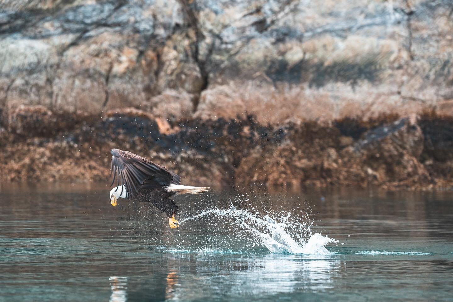 I think I would an enjoy fishing more if I could fish like an eagle. .

🦅🐟💦 #naturephotography #wildlifephotography #eaglesofinstagram #majestic #fishing #naturelovers #wildlife_seekers #birds_captures #eaglesighting #fishofinstagram #nature_perfe