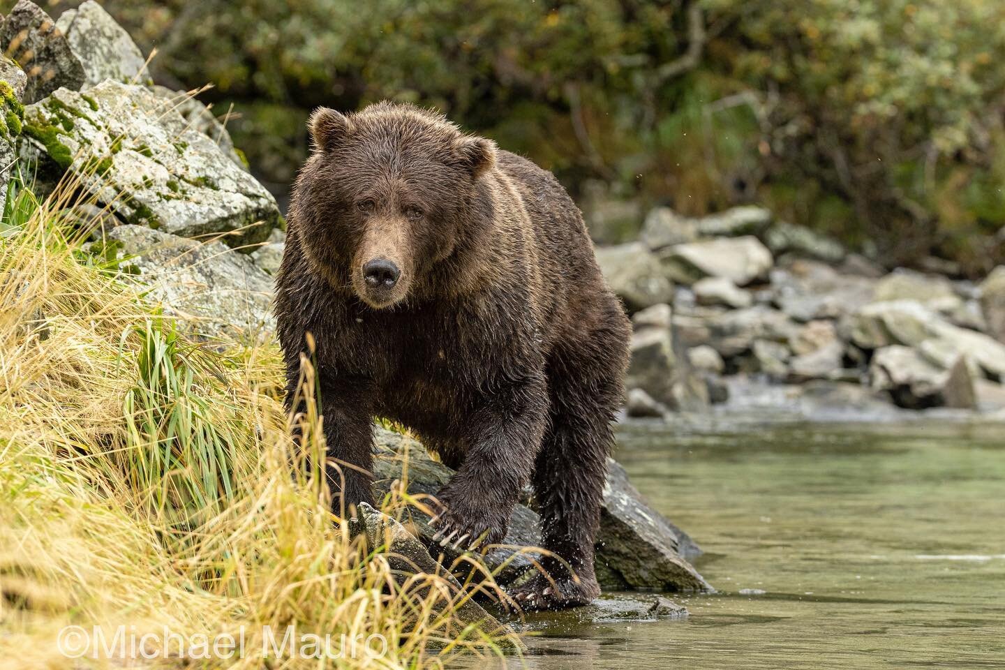 $500 off&hellip;sign up now for the 8/27 - 9/3 brown bear photo trip. Since this is a boat based trip, we are able to access remote areas that most other can&rsquo;t and also allows us to explore multiple areas providing a wide range of backdrops. Ch