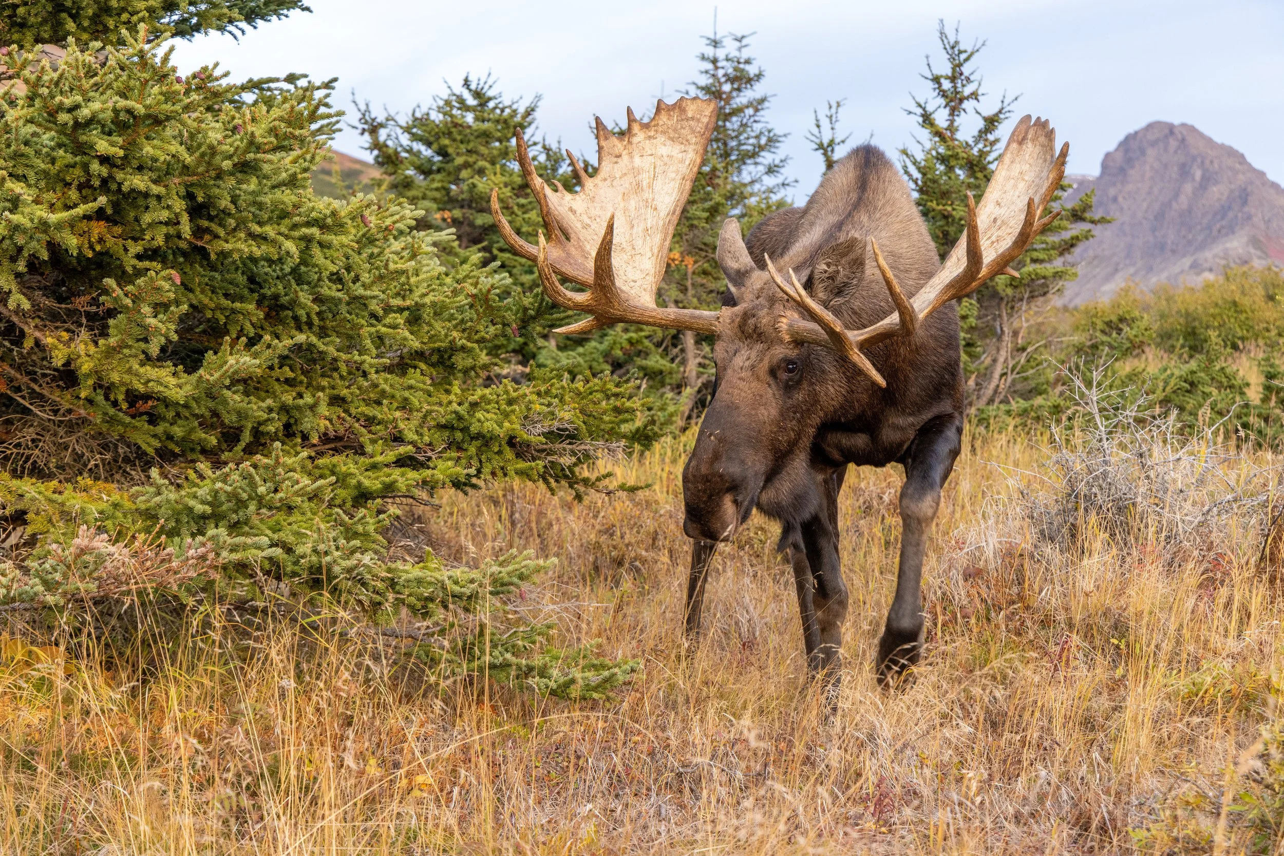 WTF is an Alaska Moose Rut Pit?