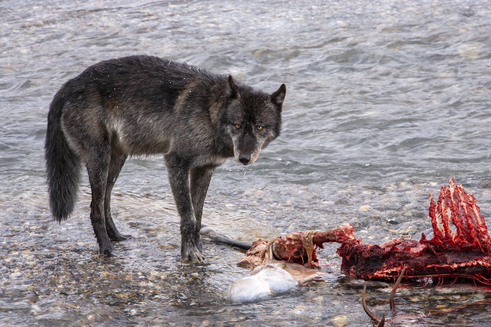 MMauro-Caribou Headshot_2000px-_Q8J4018.jpg