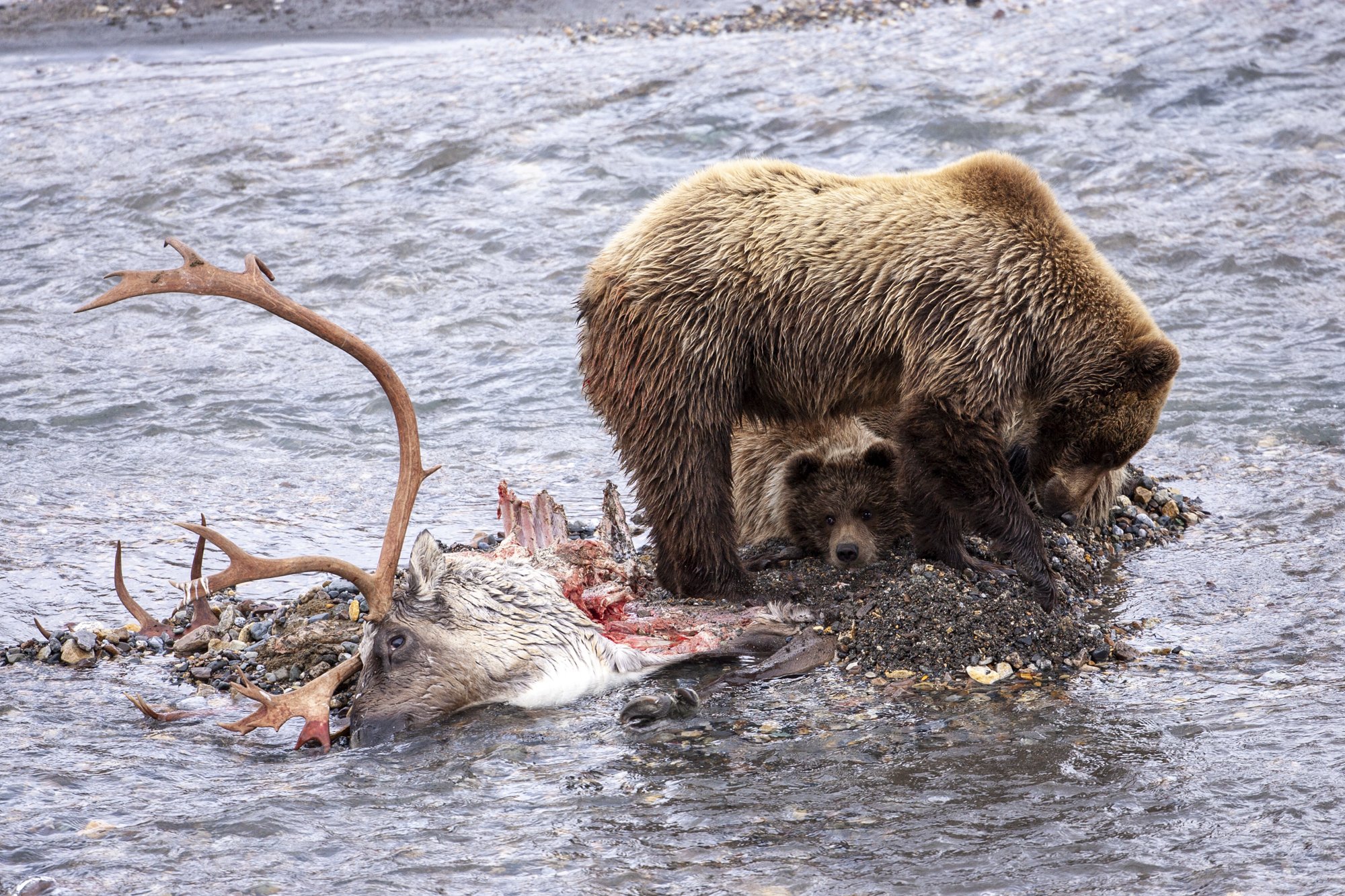 MMauro-Caribou Headshot_2000px-_Q8J4356.jpg