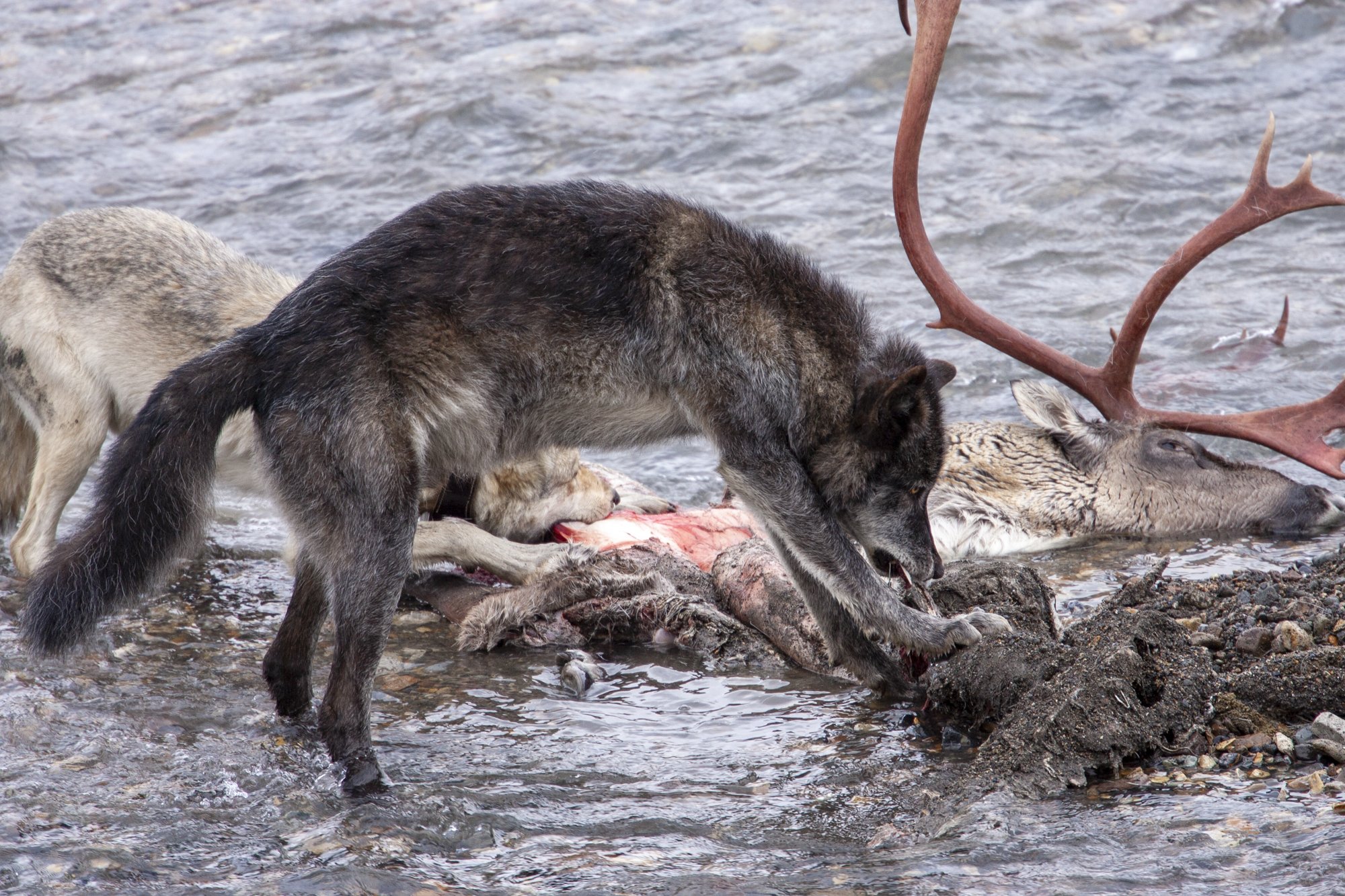 MMauro-Caribou Headshot_2000px-_Q8J4612.jpg