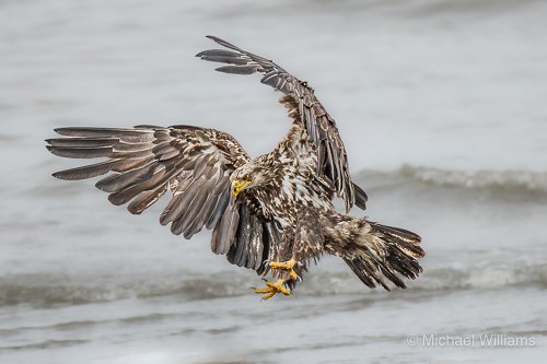 Bald Eagle (Juvenile) - M.Williams.jpg