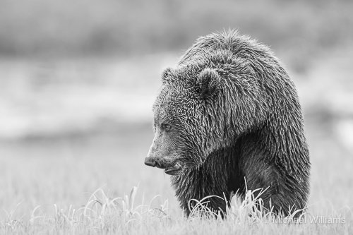 Brown Bear2 - M.Williams.jpg