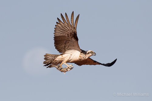 Eastern Osprey - M.Williams.jpg