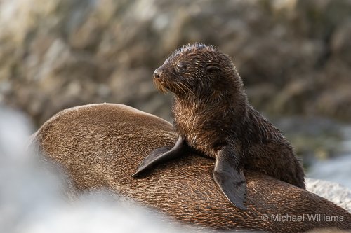 New Zealand Fur Seal - M.Williams.jpg