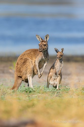 Western Grey Kangaroo - M.Williams.jpg