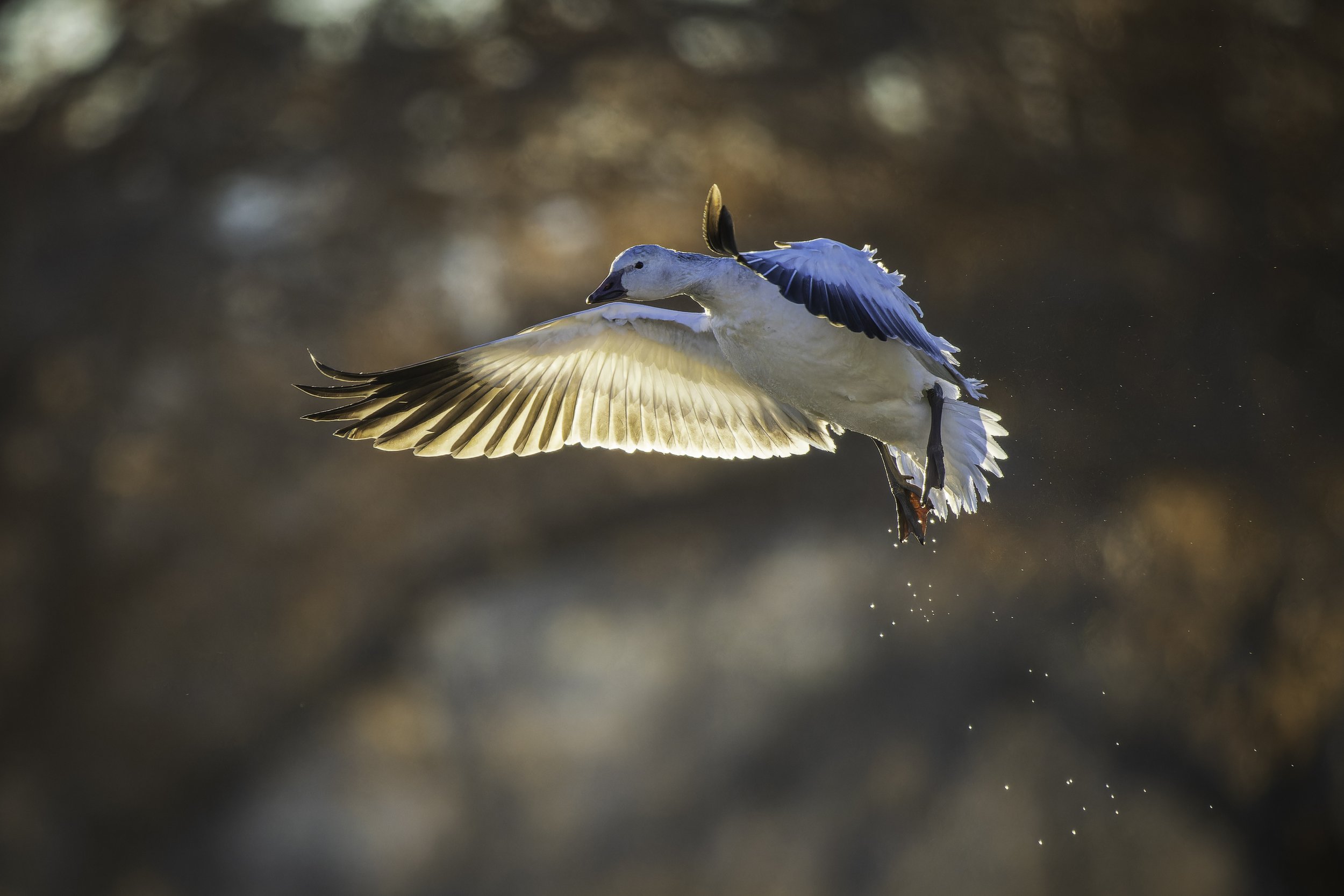 Snow Goose Backlit 4.jpg