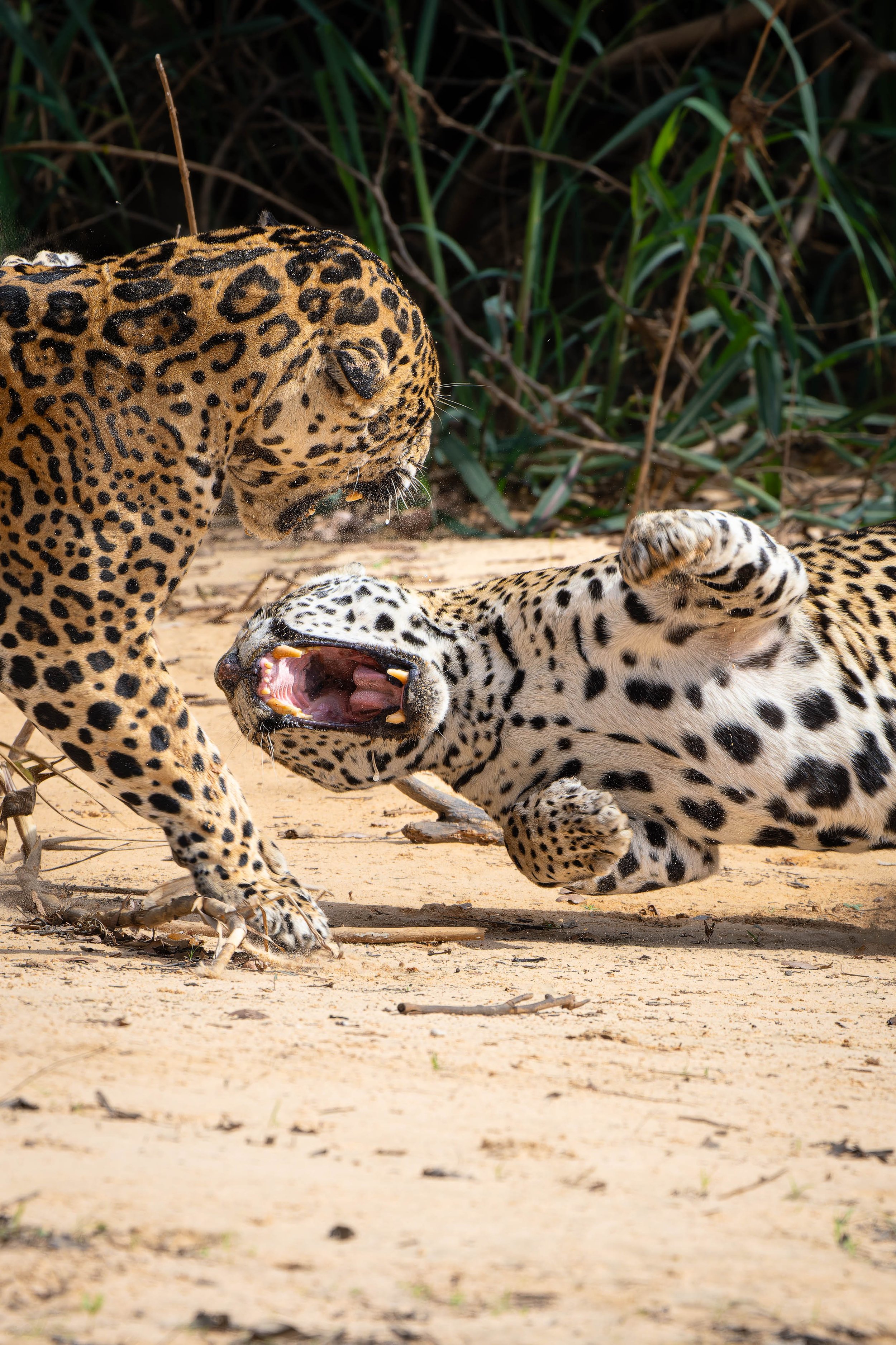 Jaguars Mating #2 Agressive Behavior.jpg