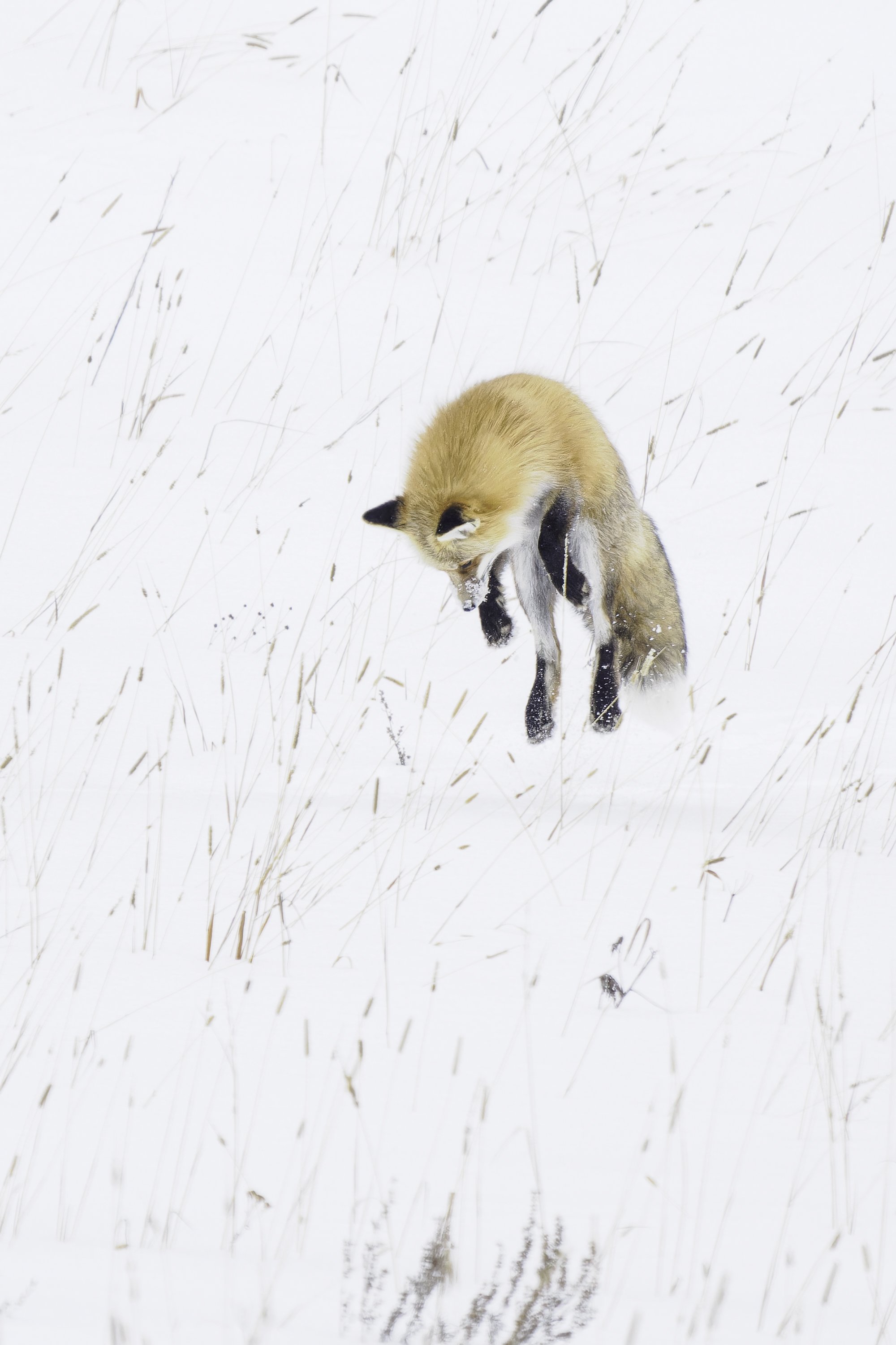 Fox Jumping.jpg