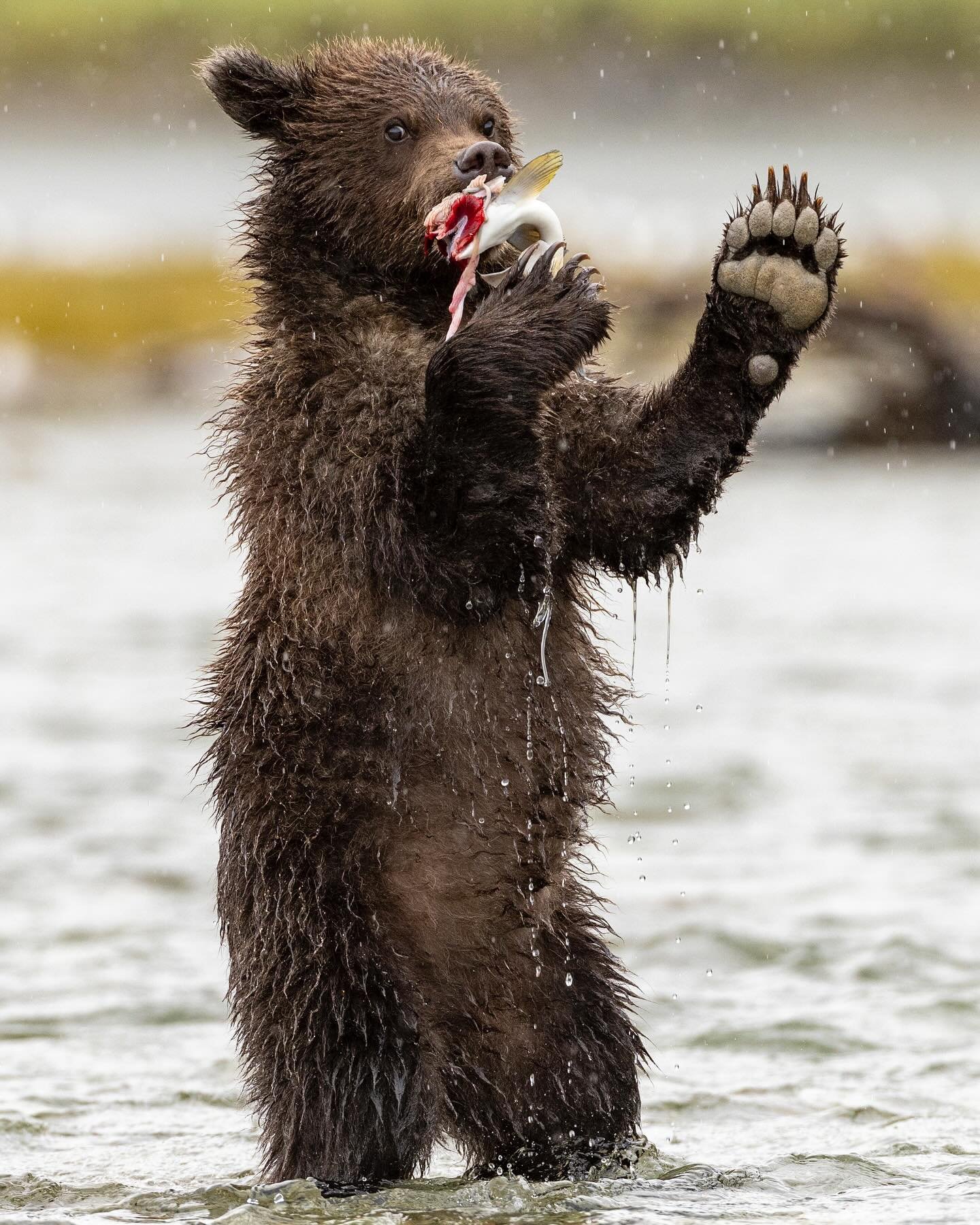Sign up now for the 9/4-11/202 brown bear photo trip. Since this is a boat based trip, we are able to access remote areas that most others can&rsquo;t and it also allows us to explore multiple areas providing a wide range of backdrops. Check out the 
