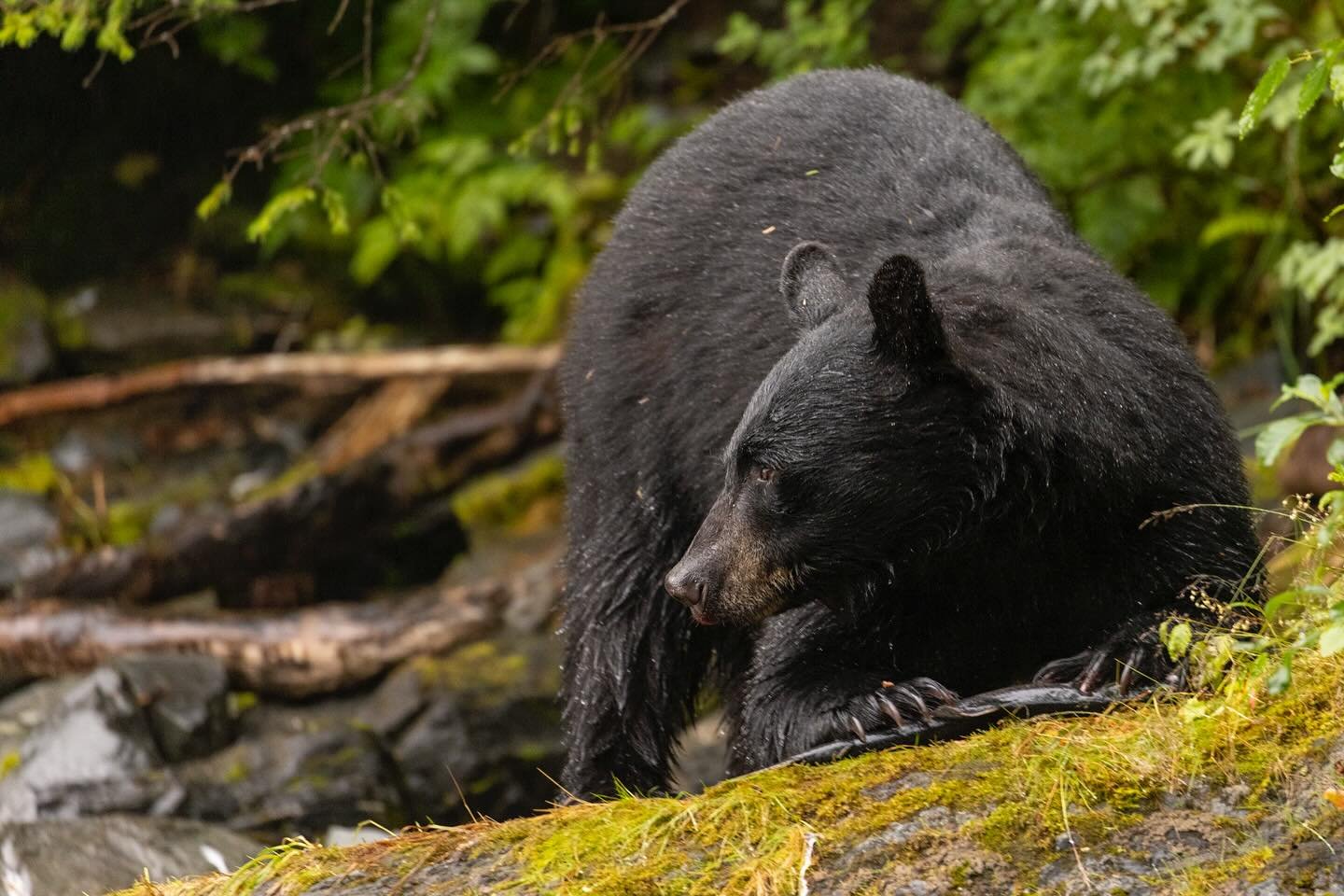 I&rsquo;ll bet this yoga move has a name&hellip;let me know. Funny or otherwise.
#alaska #blackbear #salmon #princewilliamsound