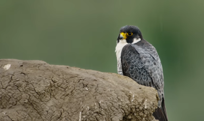 America's Arctic: Colville River Raptors