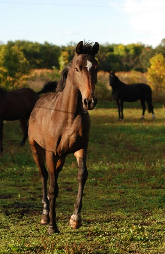KT 2 Trotting.JPG