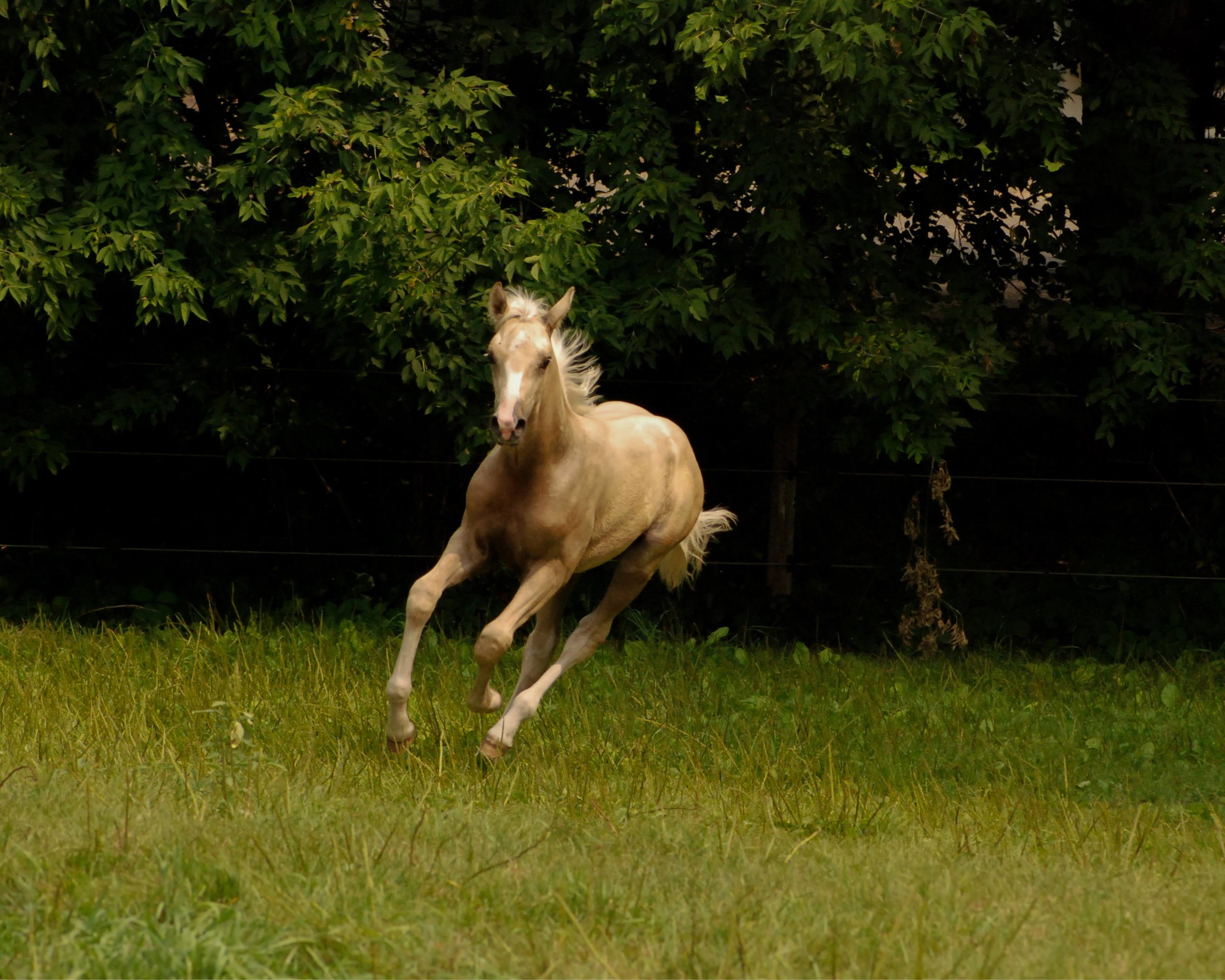Martin Cantering.jpeg