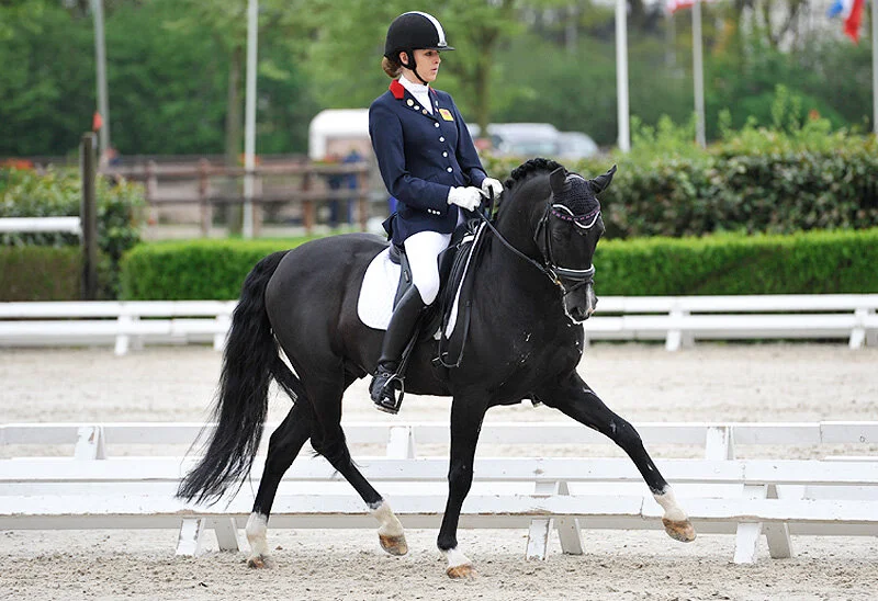 German Riding Pony Ranch German Riding Pony Stallion — Connaught Green Farms