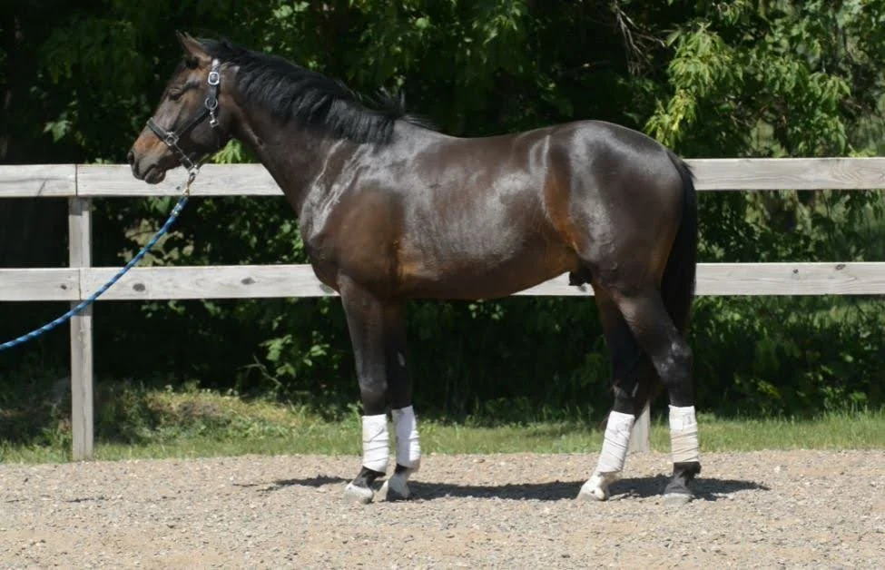 Ollie Conformation Shot June 2023 Vid Snip.JPG