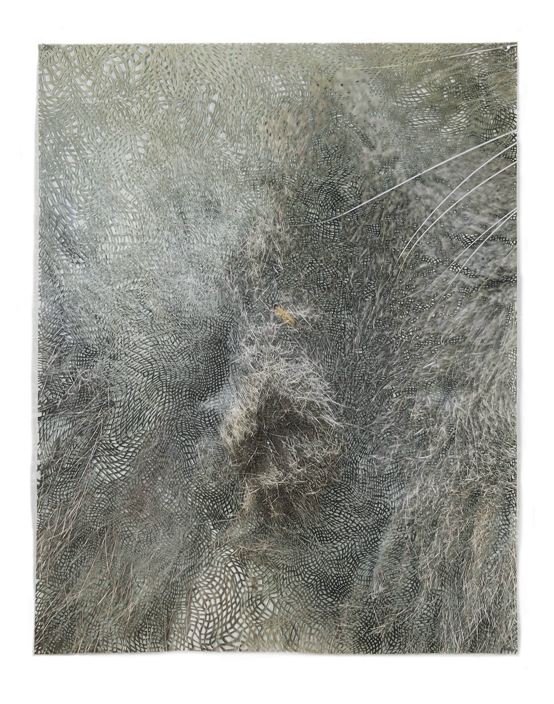 Fuzz, 2021 inkjet print, watercolor, paper 39.5”x31”