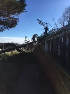 Tree Removal