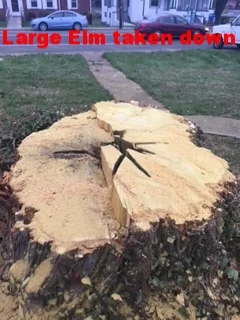 tree 1.JPG