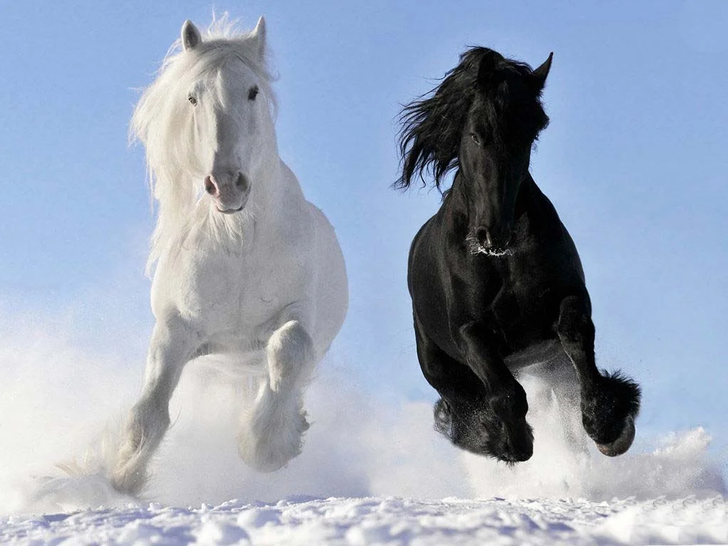 208268-Black-And-White-Horses-In-The-Snow.jpg