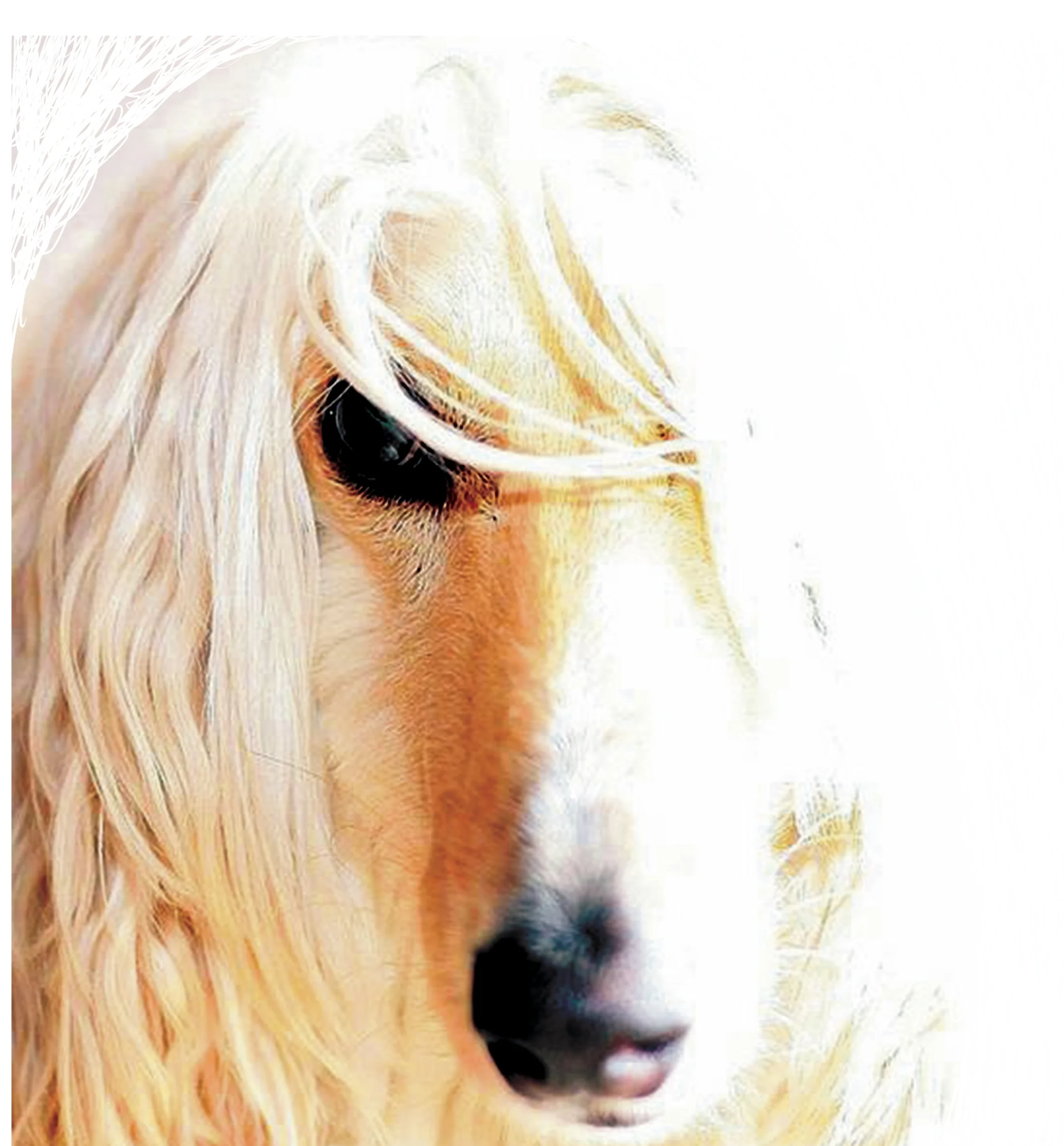 PBL Dog.jpg