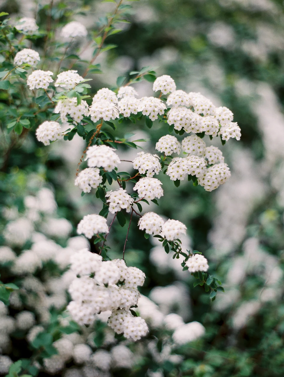 Vicki Grafton Photography -12.jpg