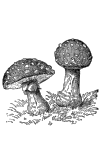 toadstool.png