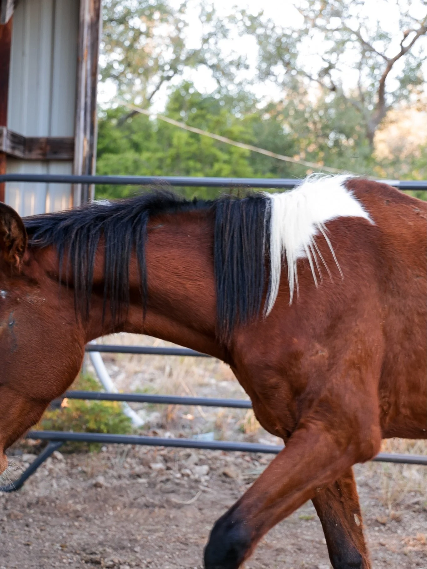 Happy three years to the baby of the barn🌻 Honey has proven that wildflowers left to grow on their own will make the sweetest honey (in time). She&rsquo;s had a rough start to life, unwilling, untrusting and terrified. Low and slow was a hard way to