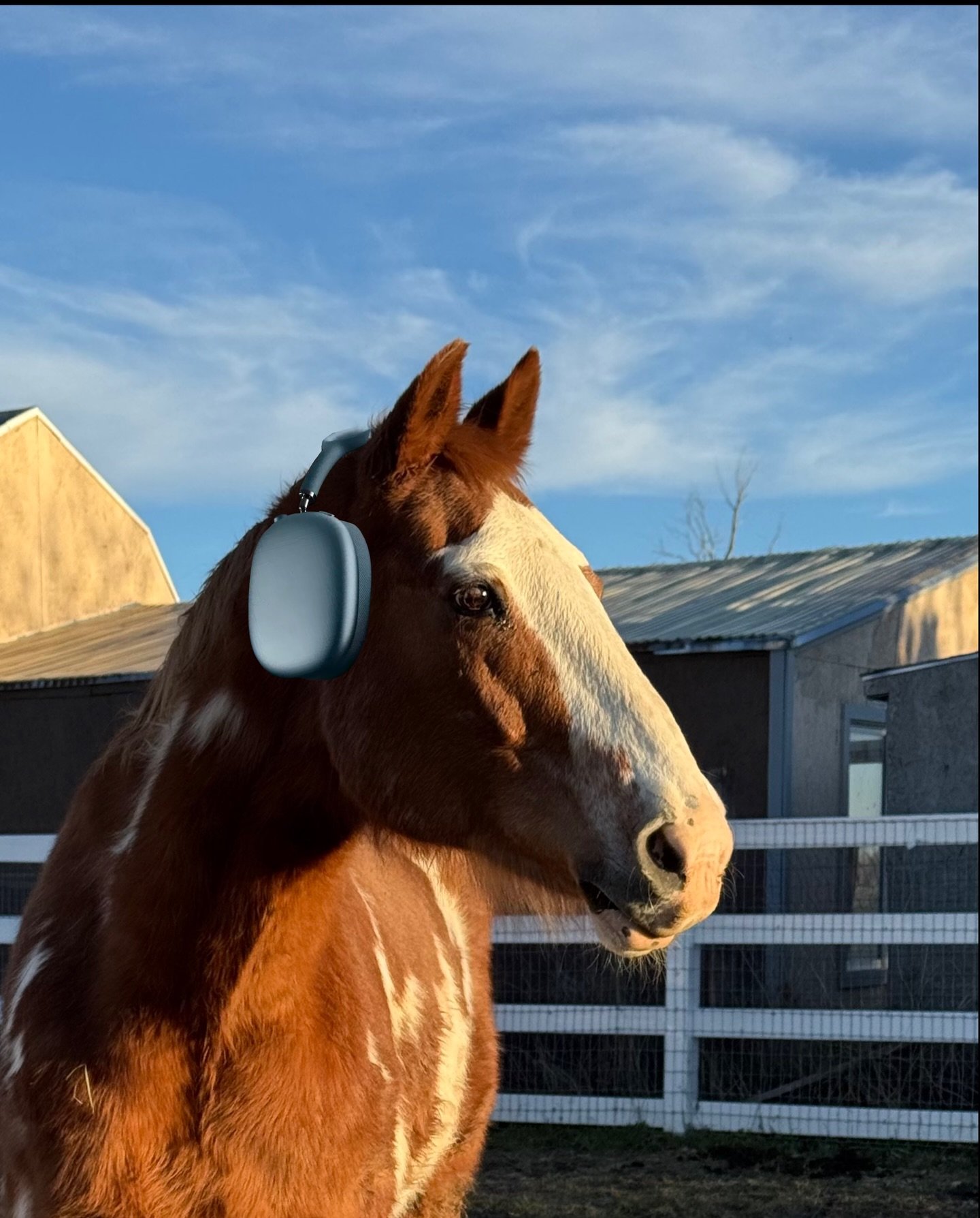 Win a blue AirPod Max + help ponies??👀

Our $3000 vet bill is a big feat to cover😅 What better way than a pretty amazing donation raffle to get it handled? 

$10 donations get you 1 entry each, $25 donations get you 3 entries each, add 5 entries if