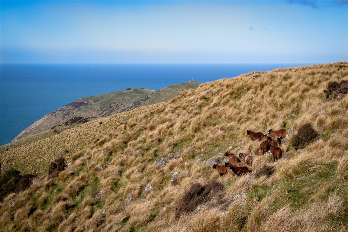 Wyld Lamb Image Website Small.jpg
