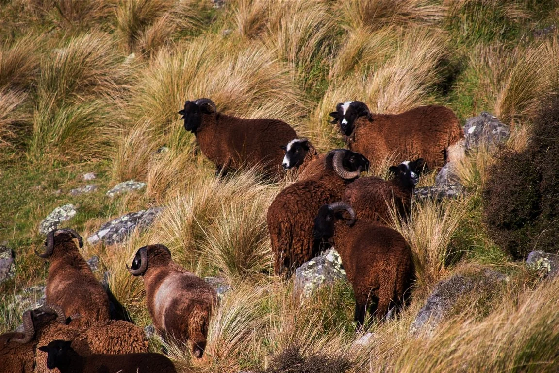 Wyld Lamb contact page image 2 (Medium).jpg