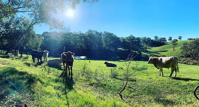 Love where you work? I do! Here’s a glimpse of my back yard and my colleagues 😂🐂🐂🐂
.
.
.
#kohesion #southaustralia #graphicdesign #webdesign #adelaidehills #brr #moo #sogreenandlush #contrast