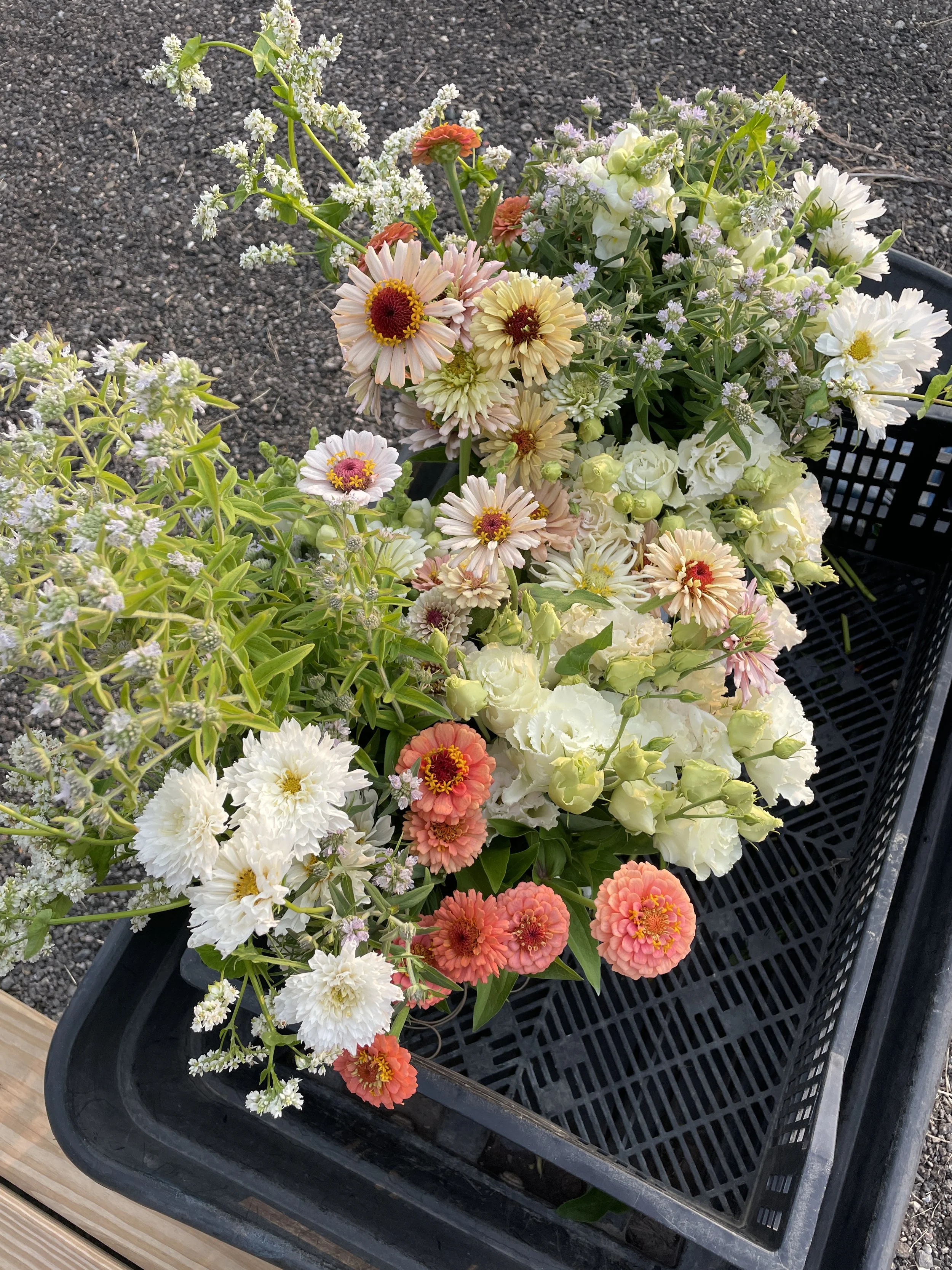 DIY bucket subscription.JPG