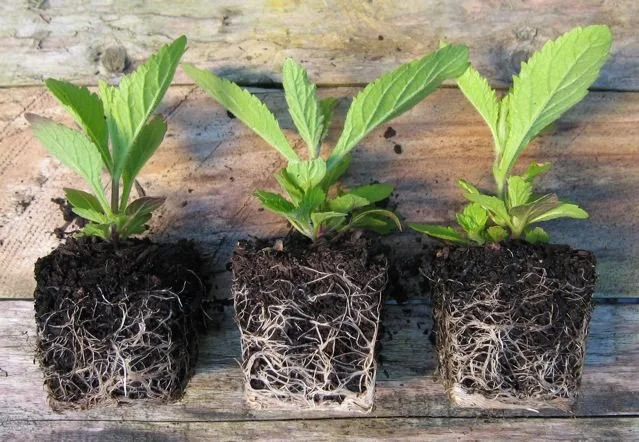 seedling verbena.jpeg