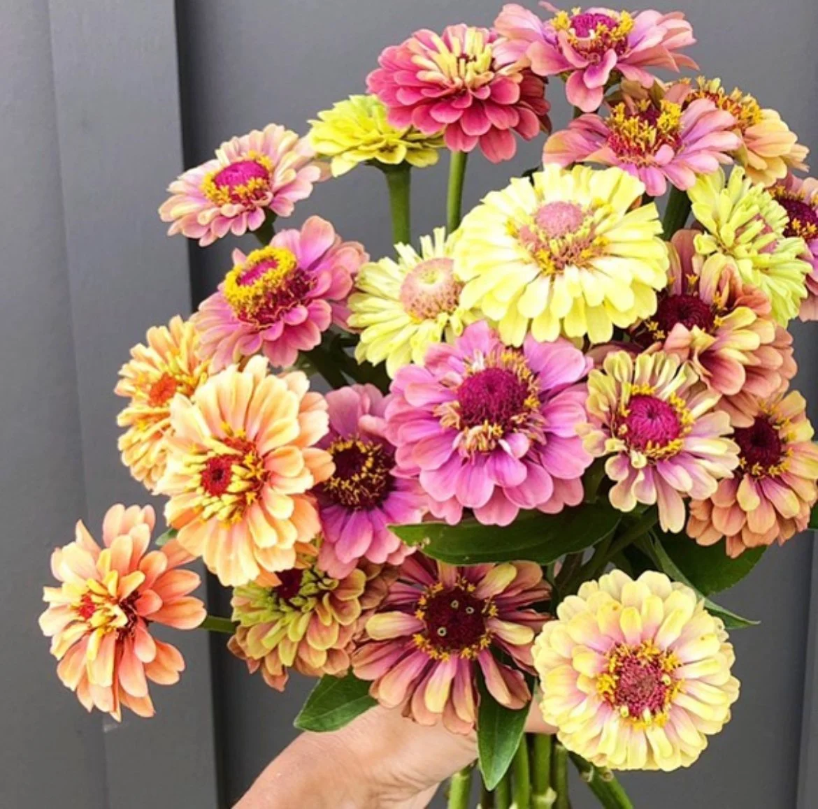 queen zinnia pic.jpeg