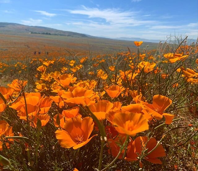 the metaphysics laced with poppies