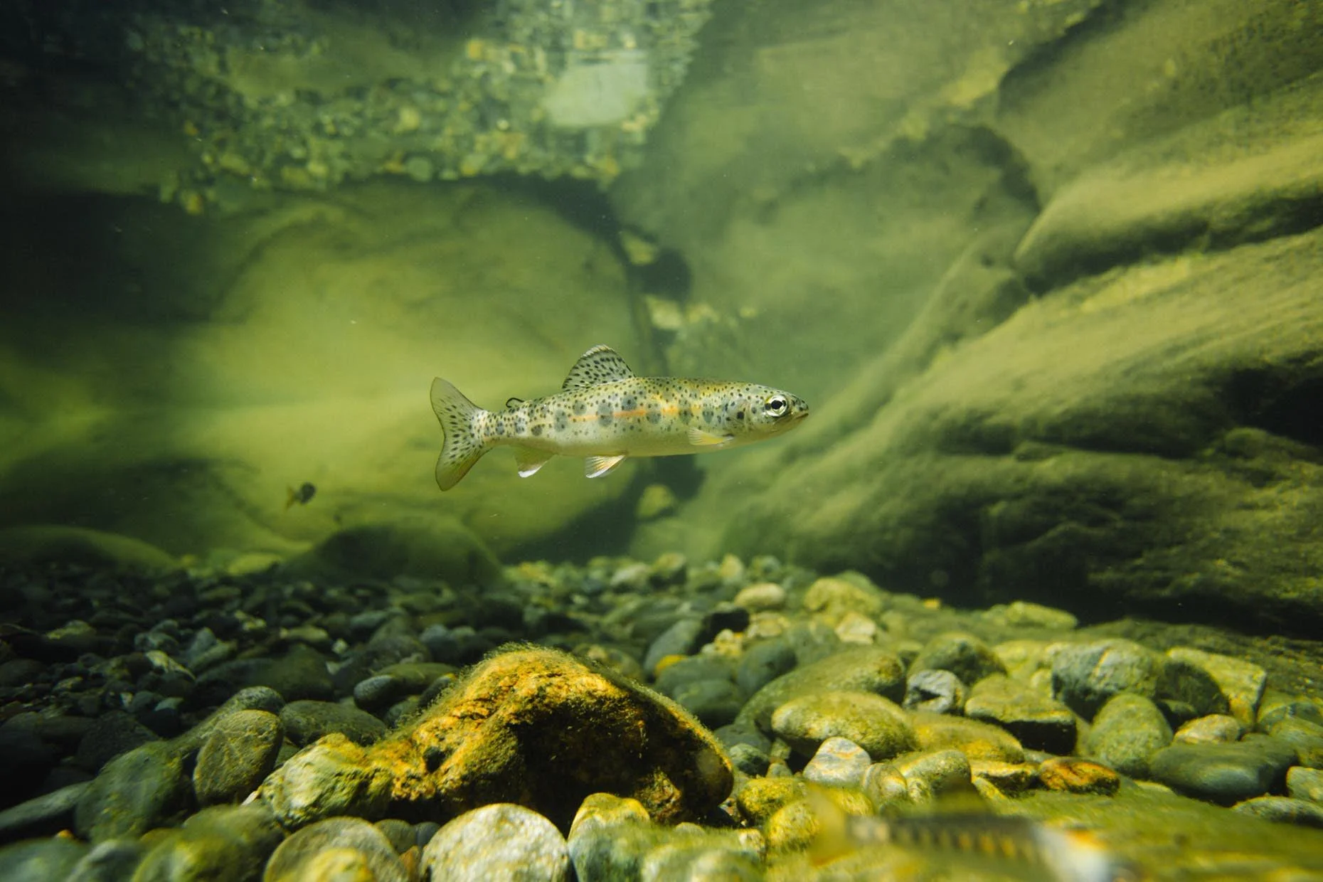 Smolt.jpg