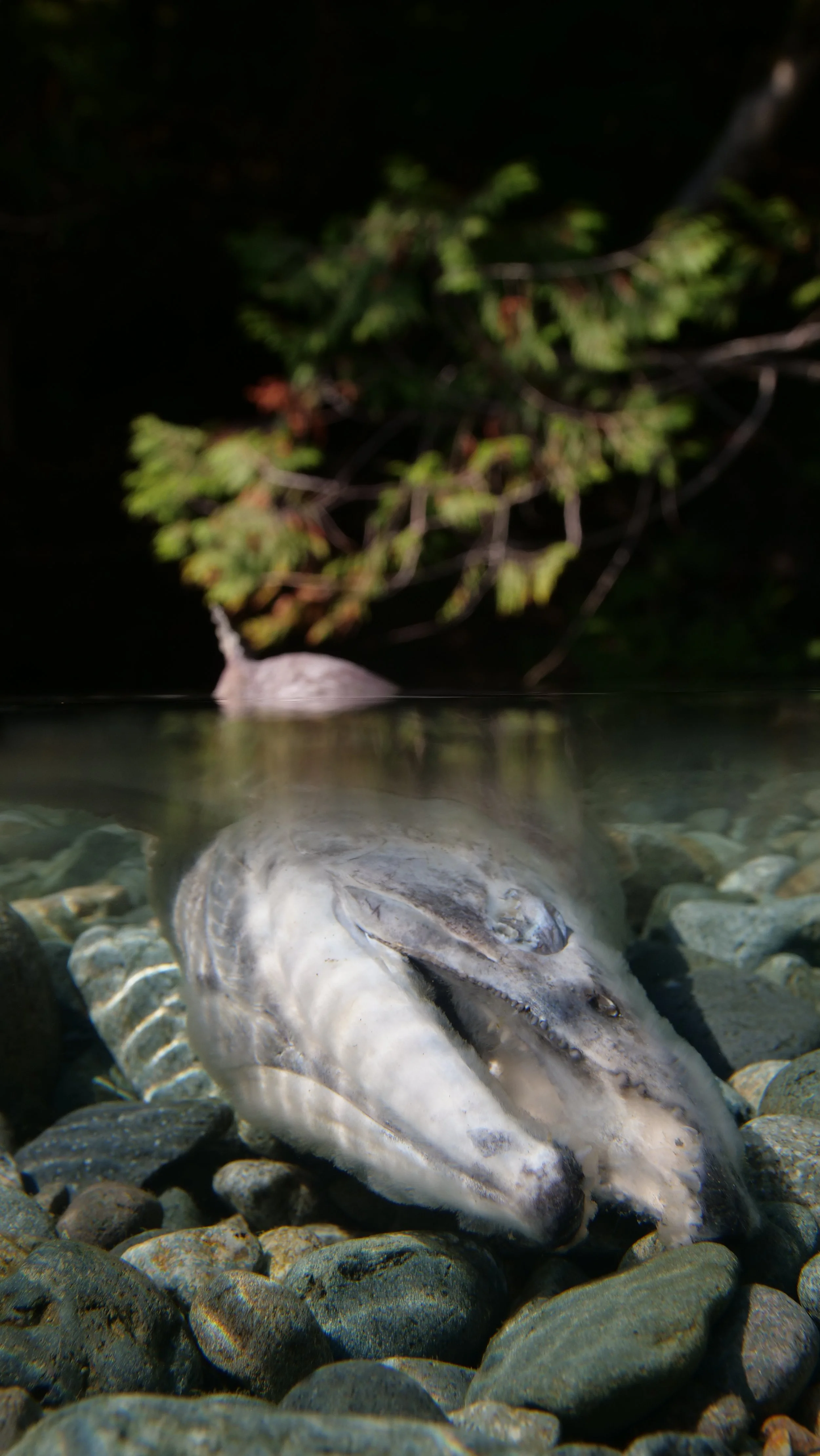 New research project aims to “renew interest” in Kennedy Lake’s sockeye salmon beach spawning population